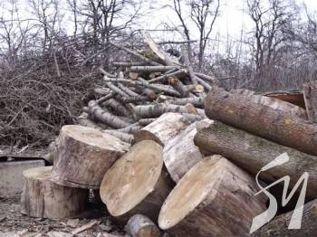 У Чернігові заради будівництва двох магазинів знищать 16 дерев У Чернігові заради будівництва двох магазинів знищать 16 дерев