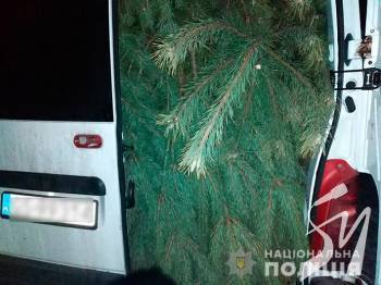 У чернігівських лісах затримано «чорних лісорубів», які спиляли 171 сосну У чернігівських лісах затримано «чорних лісорубів», які спиляли 171 сосну