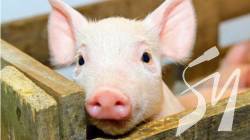 � ���� ������� ����������� ���� ������ � ������������ ��������� ���