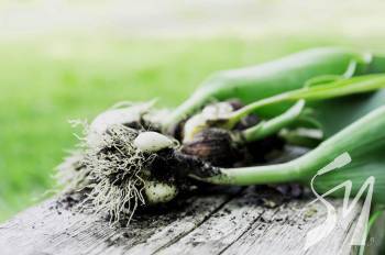 ����� �� ������������ ��������, ����� ��� ������