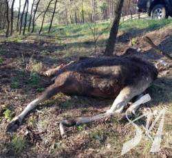 На Чернігівщині невідомі познущалися над червонокнижною твариною На Чернігівщині невідомі познущалися над червонокнижною твариною