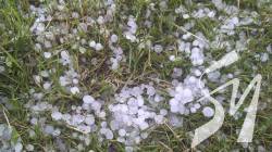 На Менщині град побив молоду кукурудзу на полі На Менщині град побив молоду кукурудзу на полі