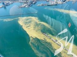 Вода стала, як кисіль: Чорне море зацвіло, купатися не радять (ФОТО) Вода стала, як кисіль: Чорне море зацвіло, купатися не радять (ФОТО)