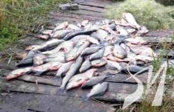На Чернігівщині під час нересту у браконьєрів вилучено 958 кг незаконно добутої риби На Чернігівщині під час нересту у браконьєрів вилучено 958 кг незаконно добутої риби