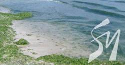 Цвітіння Чорного моря показали з космосу. ВІДЕО Цвітіння Чорного моря показали з космосу. ВІДЕО