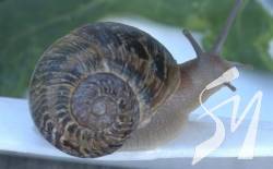 �� ����������� �������� ��������� �����. ²���