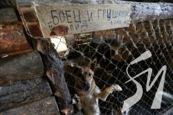 Україна входить у світовий топ-10 за кількістю безпритульних тварин - експерт Україна входить у світовий топ-10 за кількістю безпритульних тварин - експерт