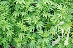 �������� ������ ������ ���� ����, �� ������ ������� �� �� ���� 98 ������ �������� 