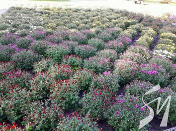  � �������� �� ���� ���'������ ������ �������� 300 ����� ���������