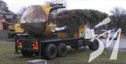 Пересаджені ялинки на в’їзді до Чернігова не прижилися Пересаджені ялинки на в’їзді до Чернігова не прижилися