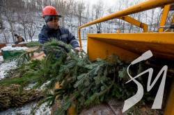Куди подіти ялинку після свят? Куди подіти ялинку після свят?