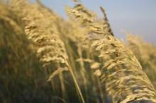 Agricom Group зібрав рекордний врожай безглютенового вівса Agricom Group зібрав рекордний врожай безглютенового вівса