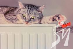 ���� ���������� ��������� ������� �� ����� ��� ���������