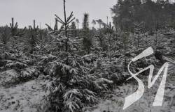 На Чернігівщині рейдові бригади лісгоспу посилено охороняють ялинки На Чернігівщині рейдові бригади лісгоспу посилено охороняють ялинки