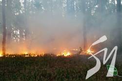 На Чернігівщині борються з лісовою пожежею, що виникла через обстріли окупантів